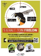 Frelon asiatique : soyons vigilants